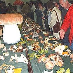 Exposición Micológica